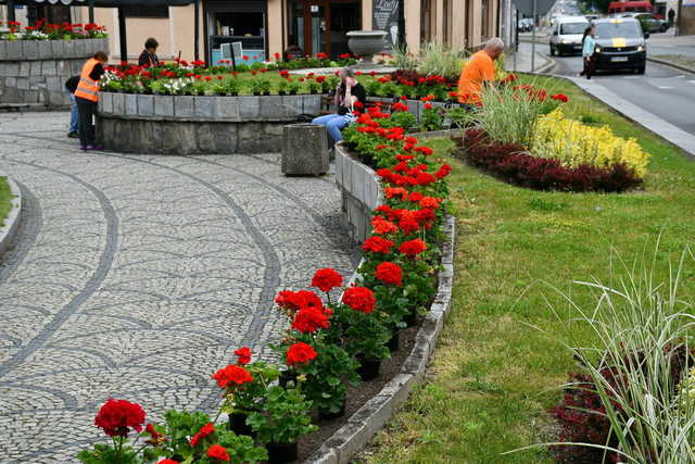 Kwiaty ozdobiły świebodzickie ulice [FOTO]