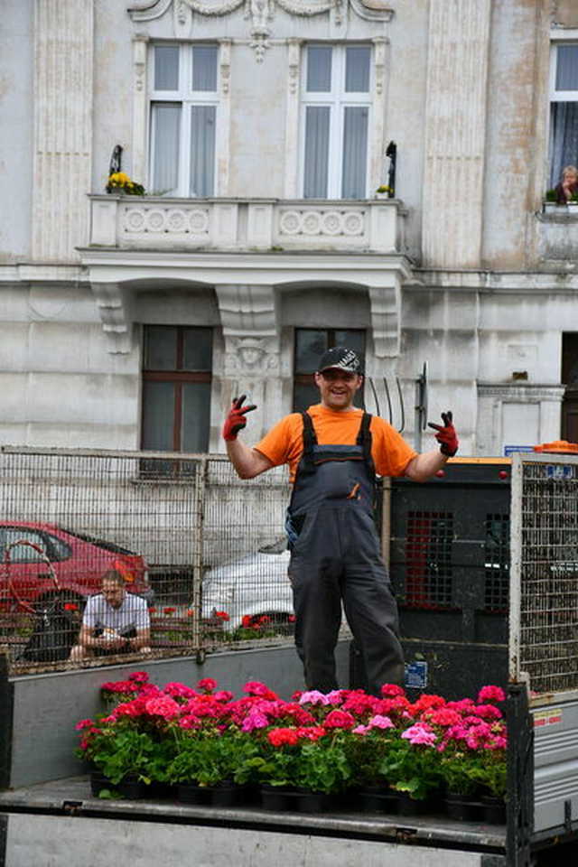 Kwiaty ozdobiły świebodzickie ulice [FOTO]
