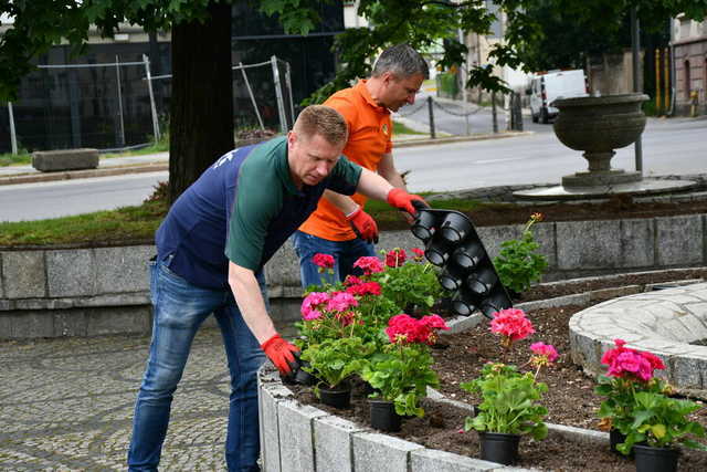 Kwiaty ozdobiły świebodzickie ulice [FOTO]