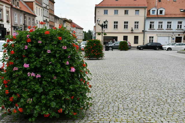 Kwiaty ozdobiły świebodzickie ulice [FOTO]