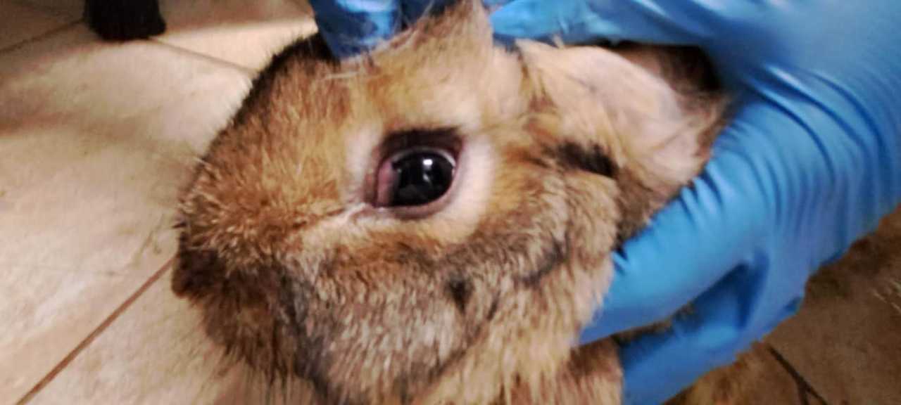 61-latek odpowie za znęcanie się nad królikami. Pilnie potrzebna pomoc