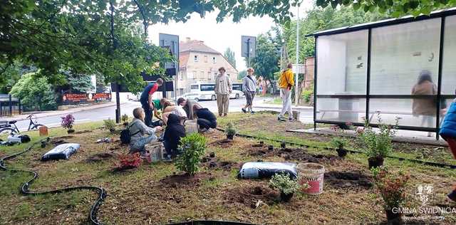 [FOTO] Kolejne zielone przystanki cieszą oko