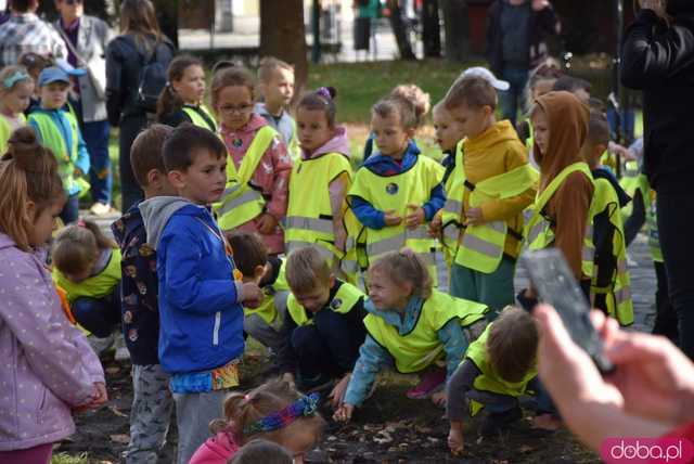 [FOTO] Zasadzili żonkile, które wiosną stworzą żółte Pola Nadziei. Rozpoczęto kolejną edycję akcji świdnickiego hospicjum