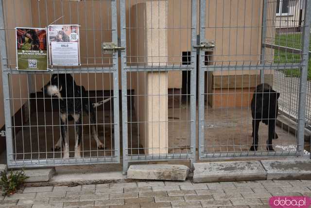 [FOTO] Przyszli wspomóc bezdomne zwierzaki. Tłumy na Dniu Otwartym świdnickiego schroniska