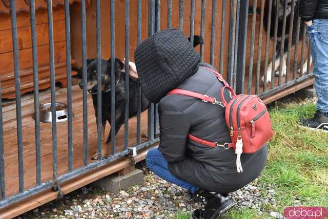 [FOTO] Przyszli wspomóc bezdomne zwierzaki. Tłumy na Dniu Otwartym świdnickiego schroniska