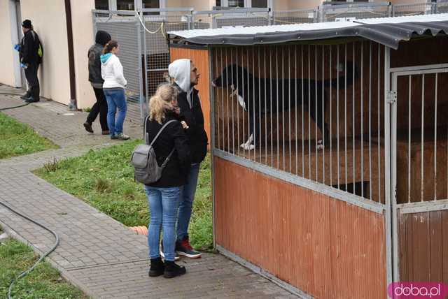 [FOTO] Przyszli wspomóc bezdomne zwierzaki. Tłumy na Dniu Otwartym świdnickiego schroniska