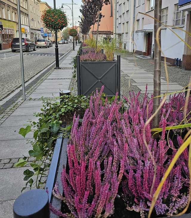 [FOTO] Nowe zasadzenia w Strzegomiu