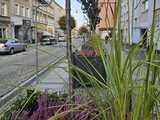 [FOTO] Nowe zasadzenia w Strzegomiu