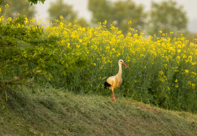 [FOTO] Gmina Żarów w obiektywie. Zobacz ujęcia laureatów konkursu fotograficznego