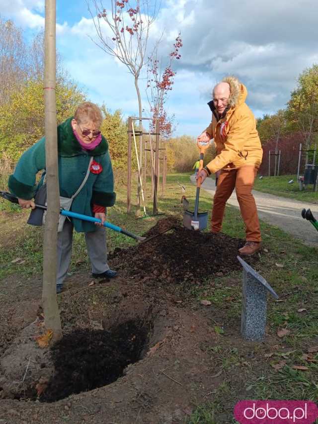 [FOTO] Posadzono kolejne drzewka na Alei Goplany. To żywe pomniki osób, które poświęciły się dla miasta