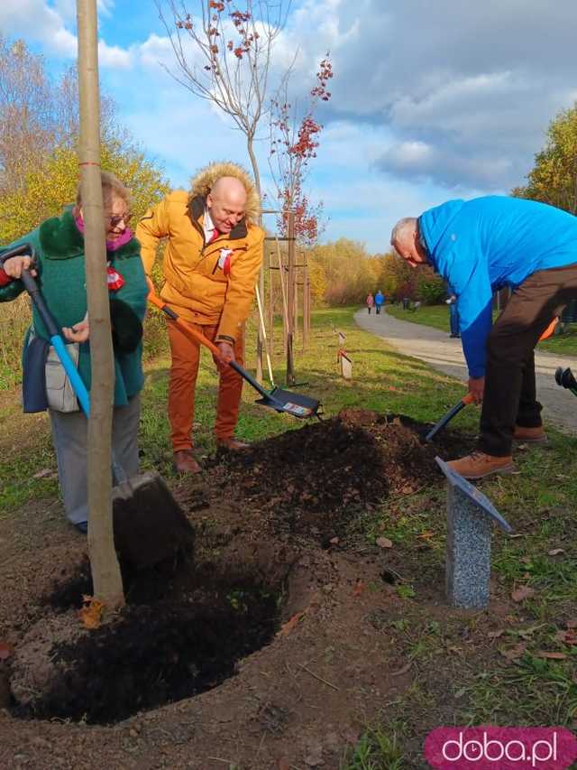 [FOTO] Posadzono kolejne drzewka na Alei Goplany. To żywe pomniki osób, które poświęciły się dla miasta