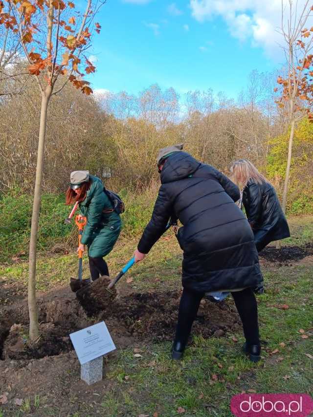 [FOTO] Posadzono kolejne drzewka na Alei Goplany. To żywe pomniki osób, które poświęciły się dla miasta