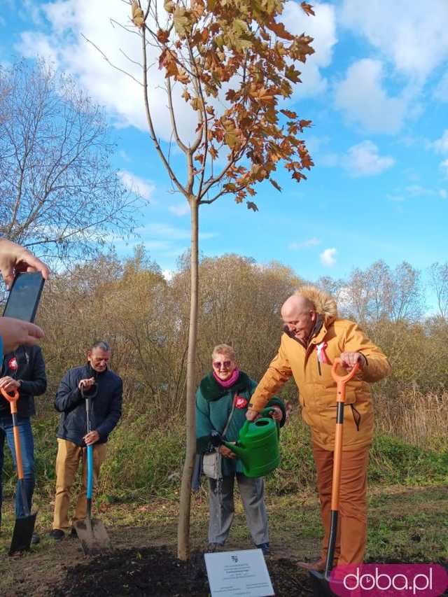 [FOTO] Posadzono kolejne drzewka na Alei Goplany. To żywe pomniki osób, które poświęciły się dla miasta