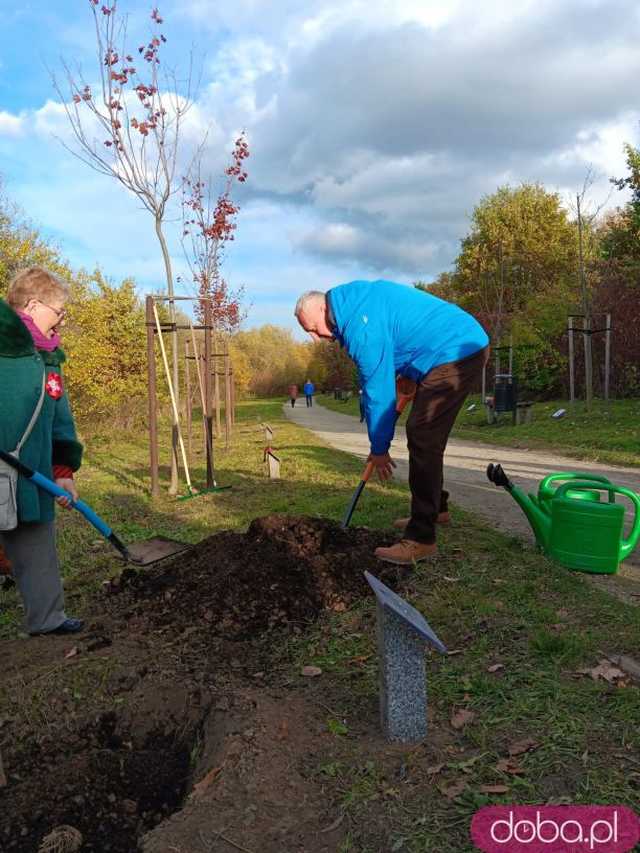 [FOTO] Posadzono kolejne drzewka na Alei Goplany. To żywe pomniki osób, które poświęciły się dla miasta