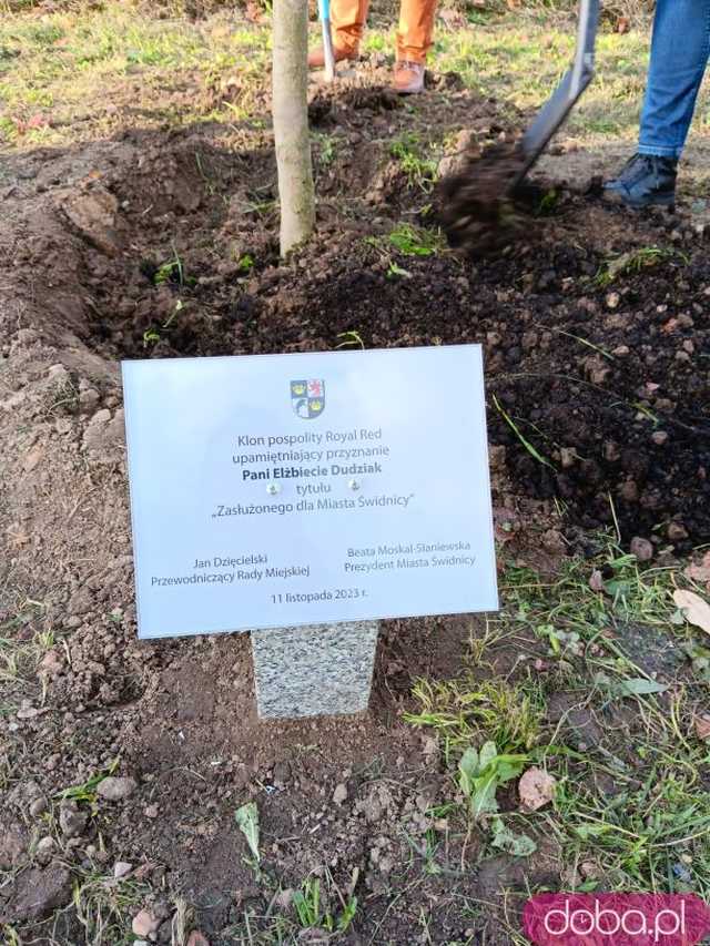 [FOTO] Posadzono kolejne drzewka na Alei Goplany. To żywe pomniki osób, które poświęciły się dla miasta