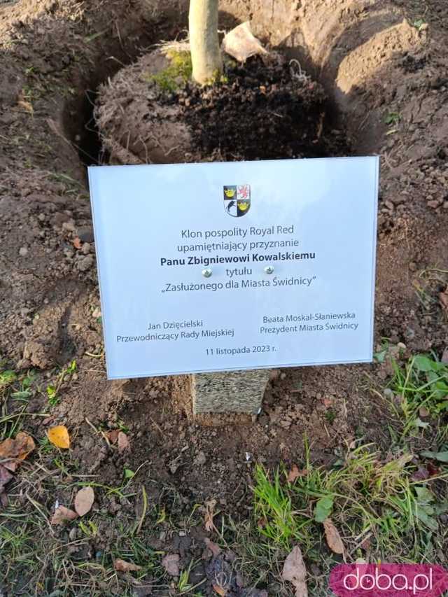 [FOTO] Posadzono kolejne drzewka na Alei Goplany. To żywe pomniki osób, które poświęciły się dla miasta