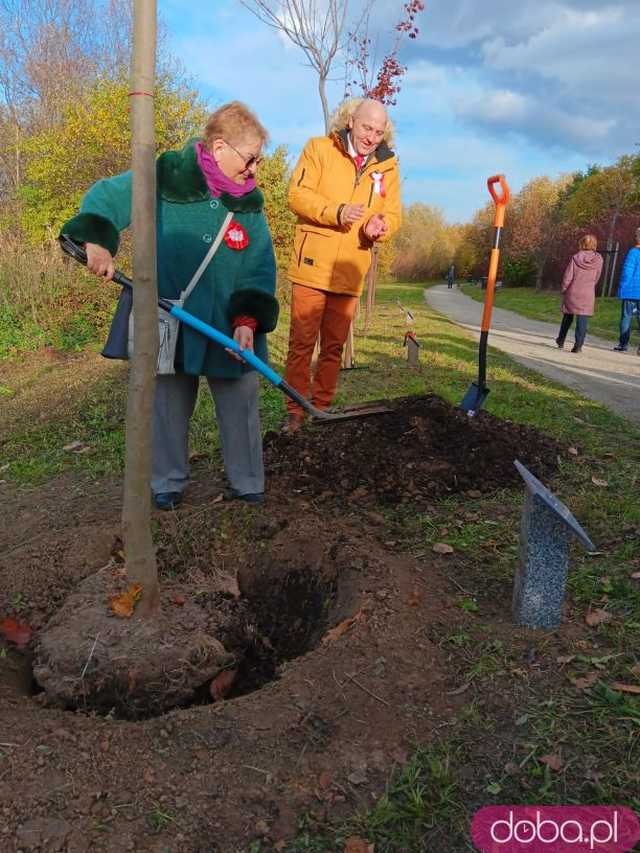 [FOTO] Posadzono kolejne drzewka na Alei Goplany. To żywe pomniki osób, które poświęciły się dla miasta
