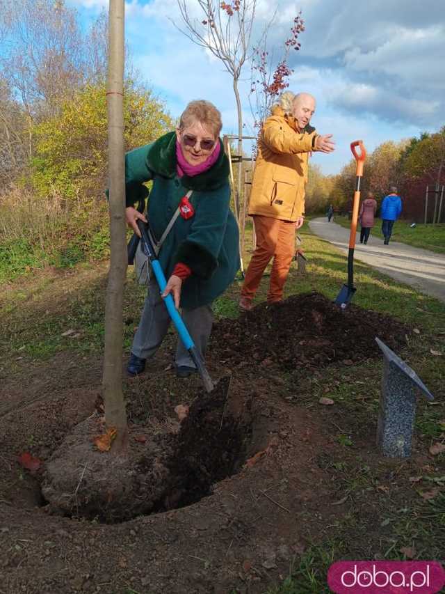 [FOTO] Posadzono kolejne drzewka na Alei Goplany. To żywe pomniki osób, które poświęciły się dla miasta