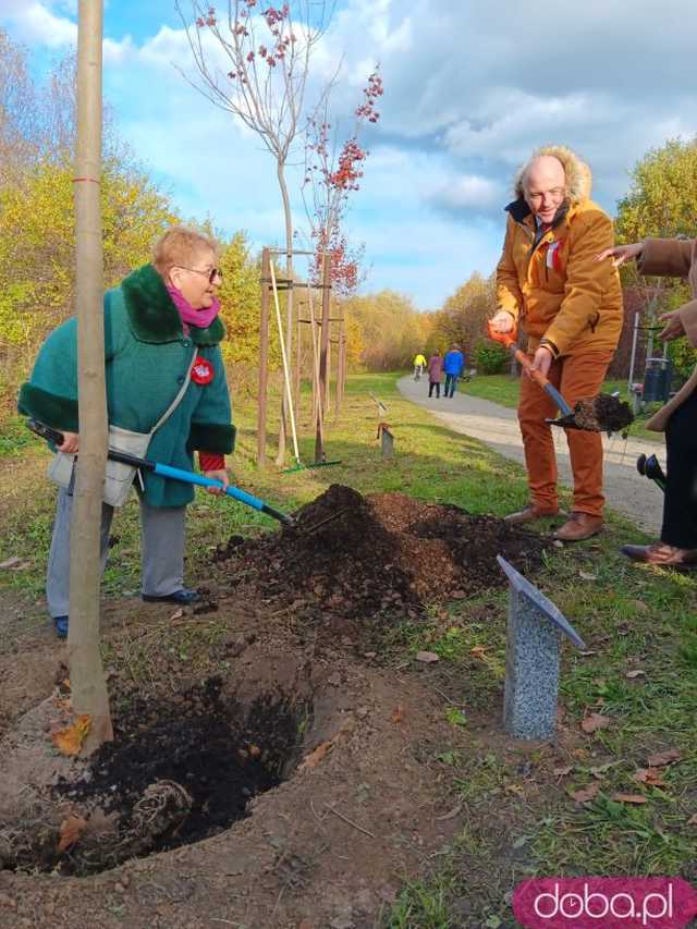 [FOTO] Posadzono kolejne drzewka na Alei Goplany. To żywe pomniki osób, które poświęciły się dla miasta