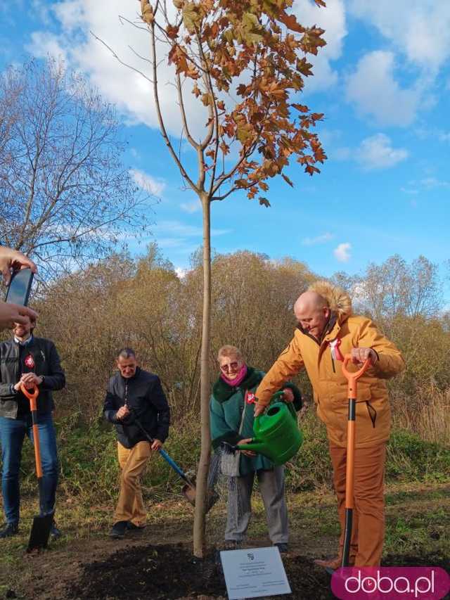 [FOTO] Posadzono kolejne drzewka na Alei Goplany. To żywe pomniki osób, które poświęciły się dla miasta