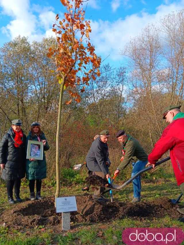 [FOTO] Posadzono kolejne drzewka na Alei Goplany. To żywe pomniki osób, które poświęciły się dla miasta