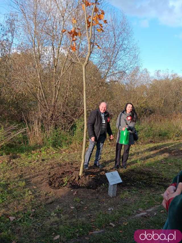 [FOTO] Posadzono kolejne drzewka na Alei Goplany. To żywe pomniki osób, które poświęciły się dla miasta