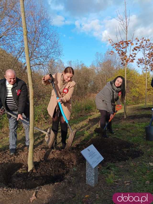 [FOTO] Posadzono kolejne drzewka na Alei Goplany. To żywe pomniki osób, które poświęciły się dla miasta