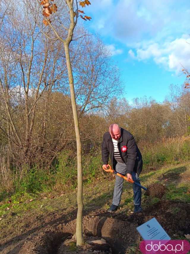 [FOTO] Posadzono kolejne drzewka na Alei Goplany. To żywe pomniki osób, które poświęciły się dla miasta