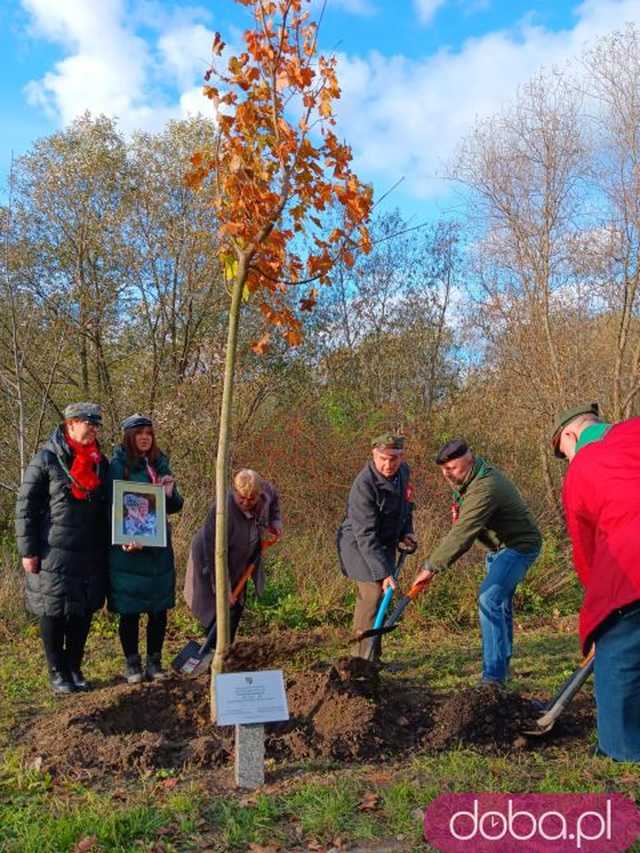 [FOTO] Posadzono kolejne drzewka na Alei Goplany. To żywe pomniki osób, które poświęciły się dla miasta