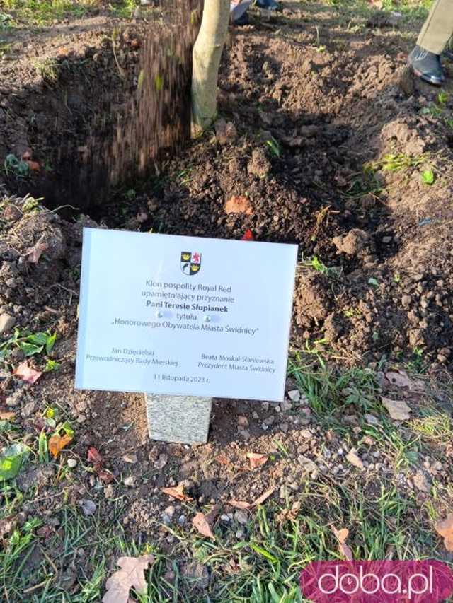 [FOTO] Posadzono kolejne drzewka na Alei Goplany. To żywe pomniki osób, które poświęciły się dla miasta