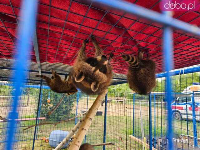 [FOTO] Ratują zwierzęta przed śmiercią. Fundacja Patataj Animals Sanctuary pilnie potrzebuje wsparcia