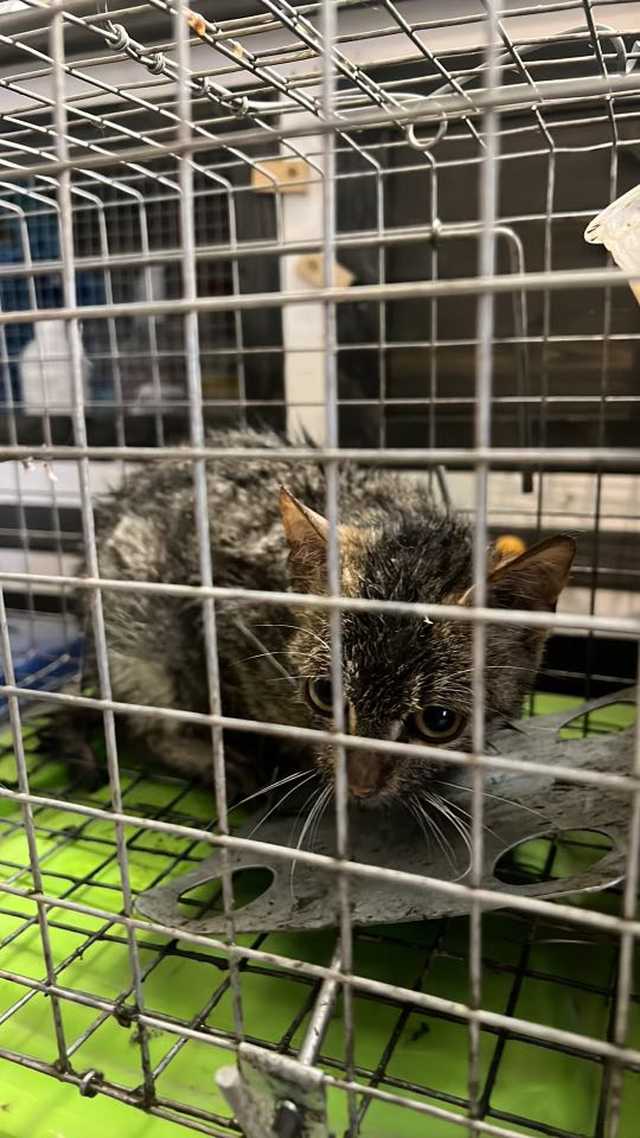 [FOTO] Ratują zwierzęta przed śmiercią. Fundacja Patataj Animals Sanctuary pilnie potrzebuje wsparcia