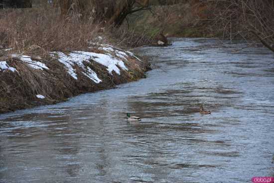 [AKTUALIZACJA 12.12, godz. 16.00] Bystrzyca osiągnęła stan ostrzegawczy! Intensywne roztopy. Co ze stanem wód w rzekach na terenie powiatu? 