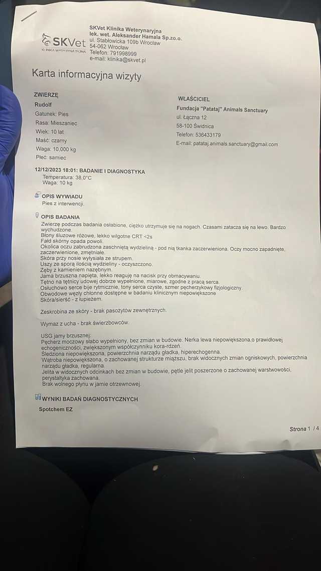 [AKTUALIZACJA] Piesek Rudolf nie żyje. Mimo wysiłku i zaangażowania Fundacji Patataj, zwierzaka nie udało się uratować