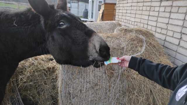 [FOTO] Wigilia w Patataj Animals Sanctuary