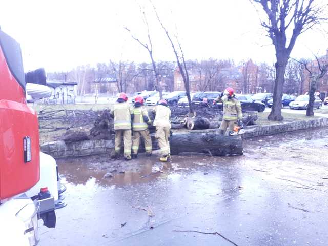 [FOTO] Konar drzewa runął na samochody. Strażacy usuwają skutki silnego wiatru