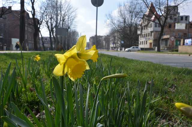 [FOTO] W Strzegomiu wiosna budzi się do życia 