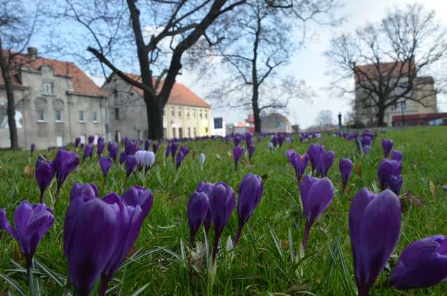 [FOTO] W Strzegomiu wiosna budzi się do życia 