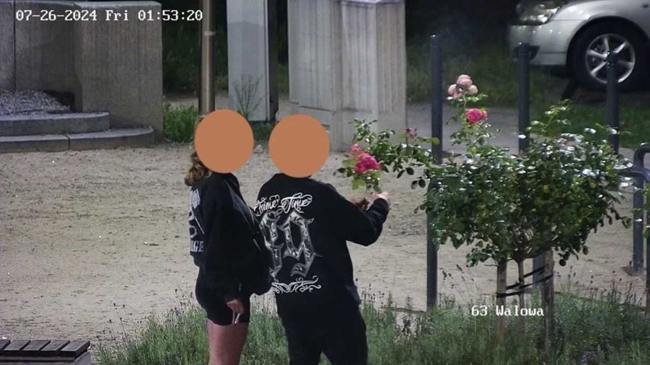 Chciał ofiarować ukochanej bukiet róż, więc zerwał kwiaty z miejskiego klombu. Został ukarany mandatem