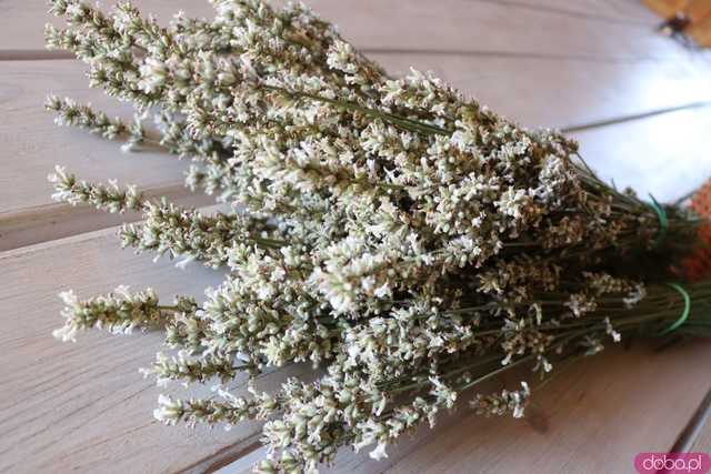Fioletowe Łany: historia lawendowej plantacji w Lutomi Górnej