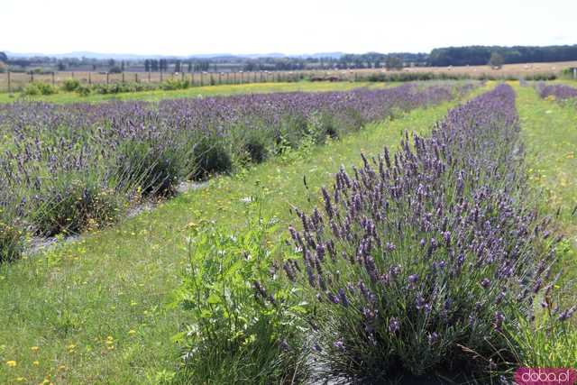 Fioletowe Łany: historia lawendowej plantacji w Lutomi Górnej