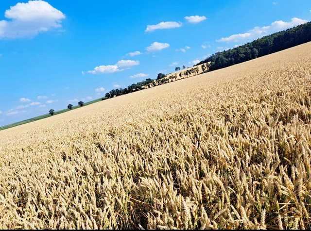 [FOTO] Mieszkańcy gminy Żarów przygotowują dożynkowe wieńce 