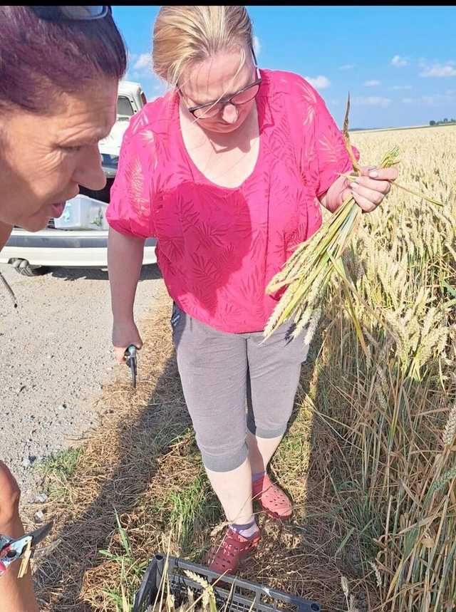 [FOTO] Mieszkańcy gminy Żarów przygotowują dożynkowe wieńce 