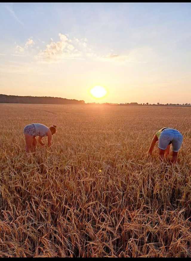 [FOTO] Mieszkańcy gminy Żarów przygotowują dożynkowe wieńce 