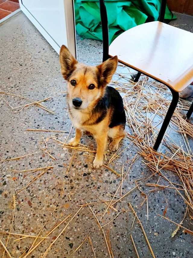 [FOTO] Mieszkańcy gminy Żarów przygotowują dożynkowe wieńce 