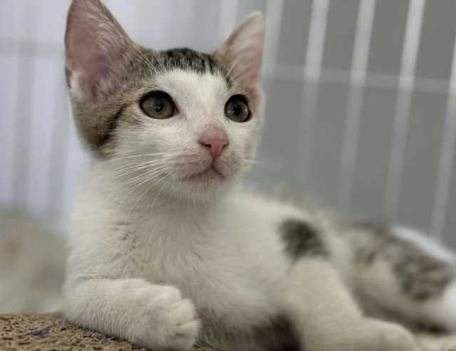 [FOTO] Sześć uroczych kociąt czeka na adopcję