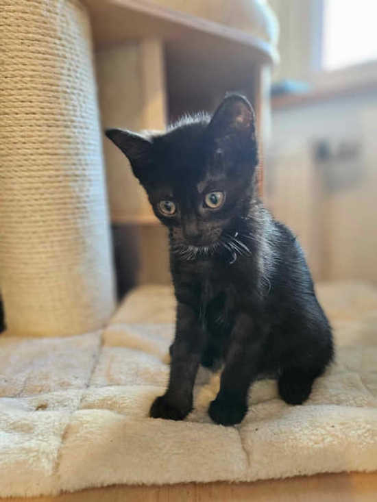 [FOTO] Sześć uroczych kociąt czeka na adopcję
