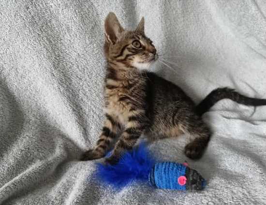 [FOTO] Sześć uroczych kociąt czeka na adopcję
