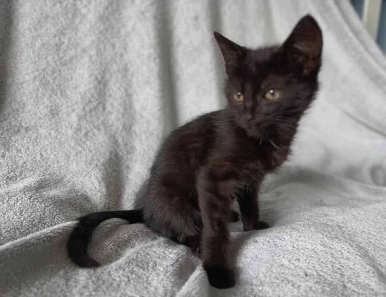 [FOTO] Sześć uroczych kociąt czeka na adopcję