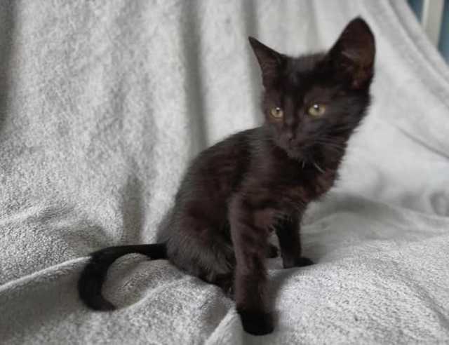[FOTO] Sześć uroczych kociąt czeka na adopcję